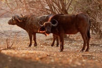Buvol africky - Syncerus caffer - African Buffalo o2654